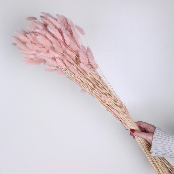 Лагурус розовый