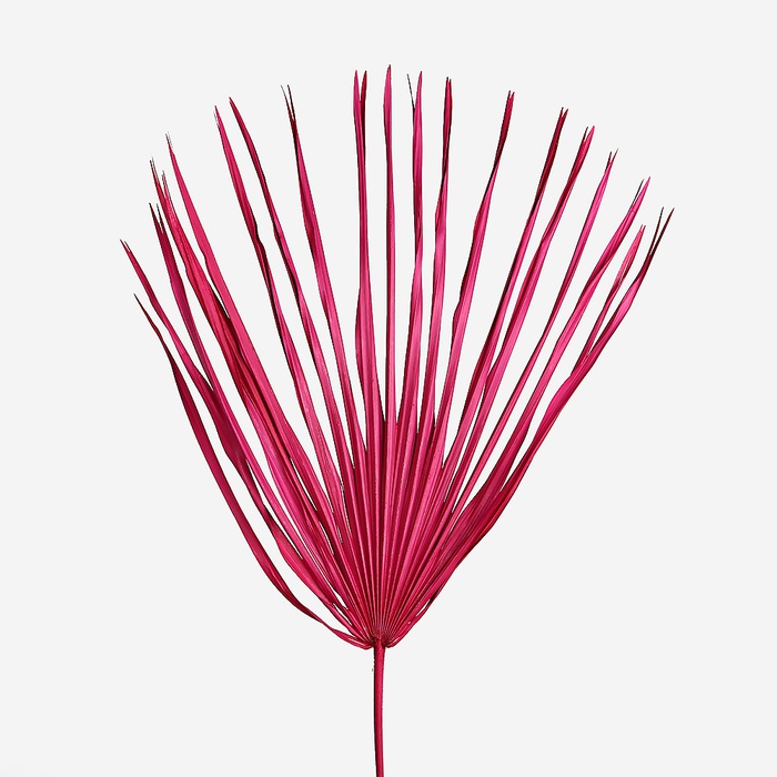 Пальма лист великий малиновий