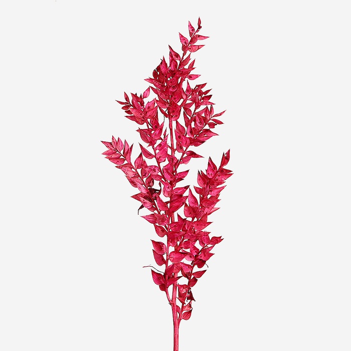 Рускус малиновый