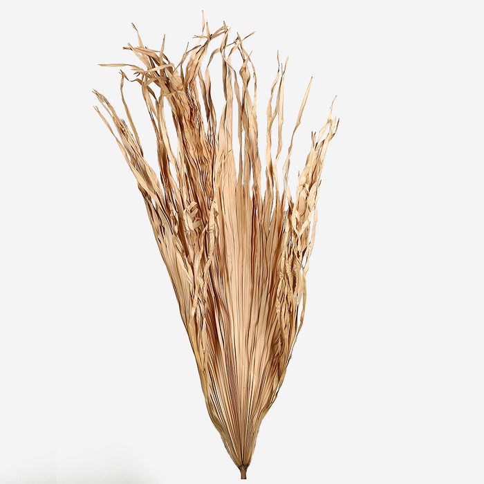 Пальма лист великий натуральний