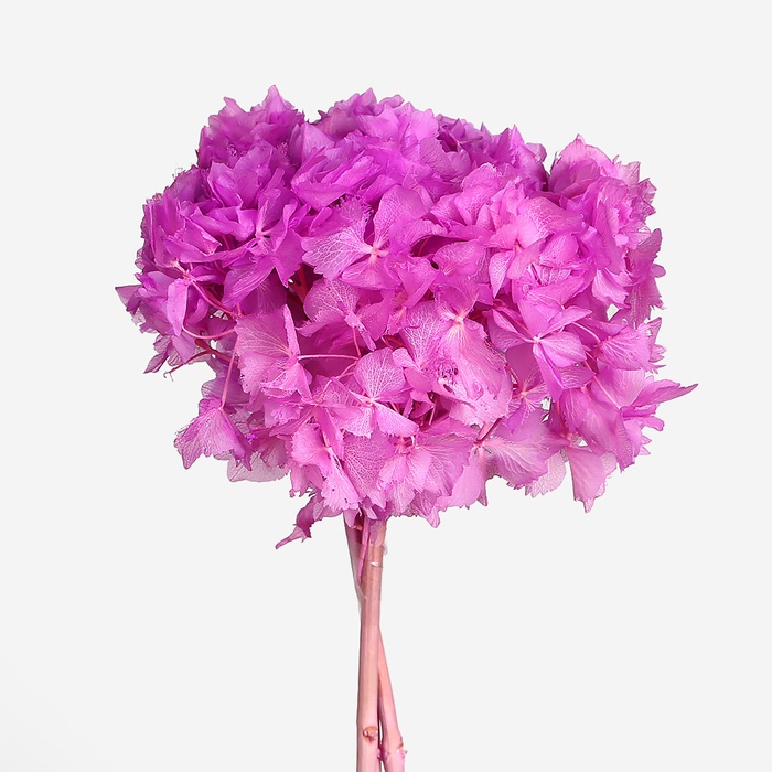 Гортензія стабілізована бузкова