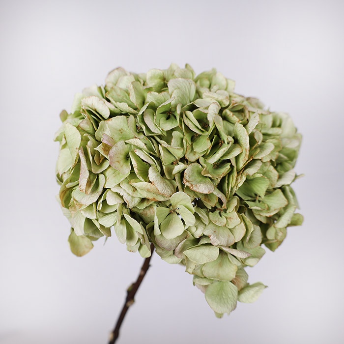 Гортензія сухоцвіт, зелена