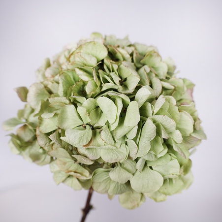 Гортензия сухоцвет, зеленая