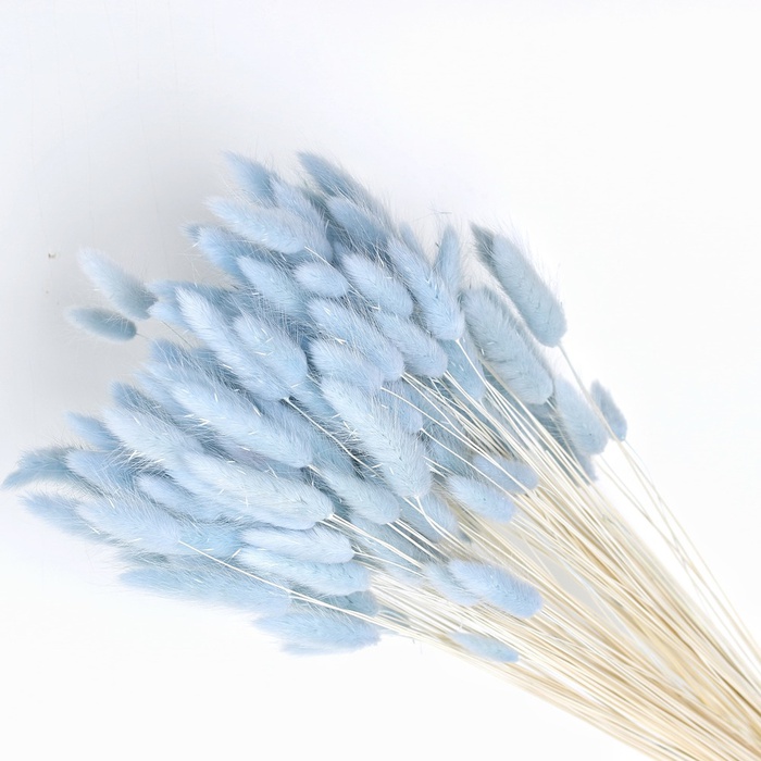 Лагурус блакитний