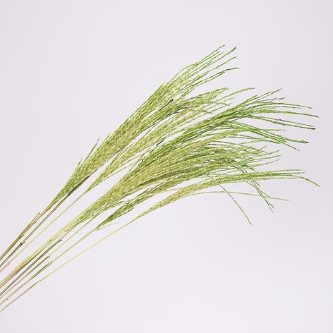 Міскантус фарбований, зелений