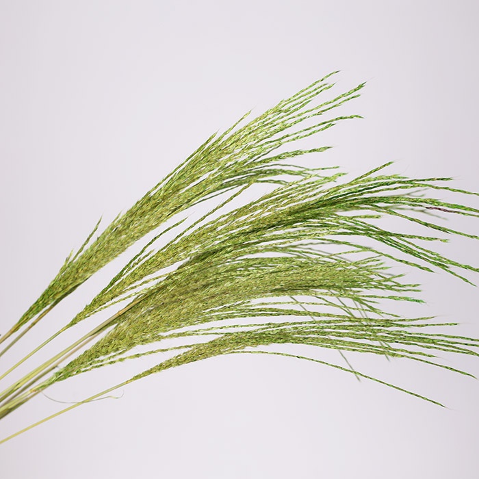 Мискантус крашенный, зеленый