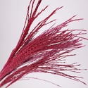 Мискантус крашенный, малиновый