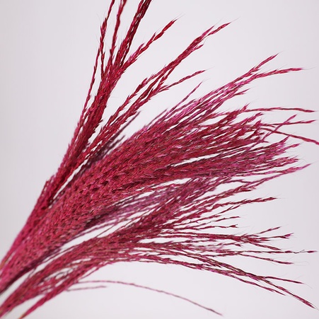Міскантус фарбований, малиновий