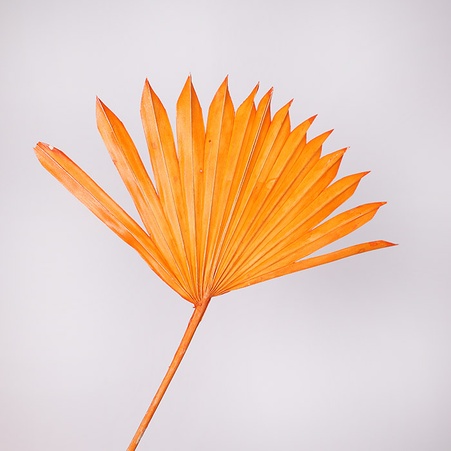 Пальмовое солнце оранжевое
