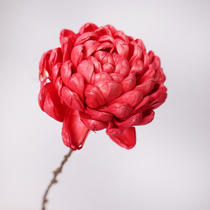 Квітка шола артишок