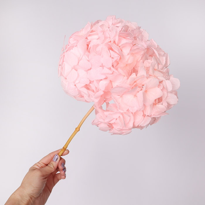 Гортензія стабілізована, рожева