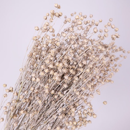 Льон фарбований, білий