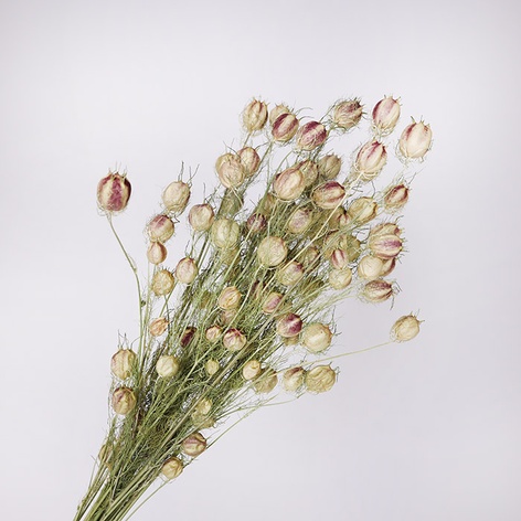 Нигелла натуральная