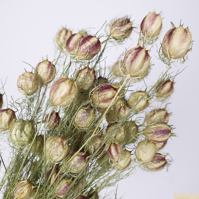 Нігелла натуральна