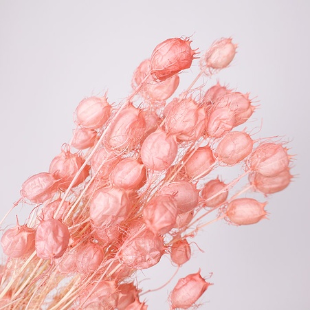 Нігелла фарбована, рожева