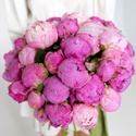 Букет 35 яскраво-рожевих півоній