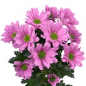 Хризантема бакарді рожева