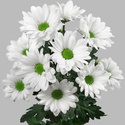 Хризантема бакарді біла