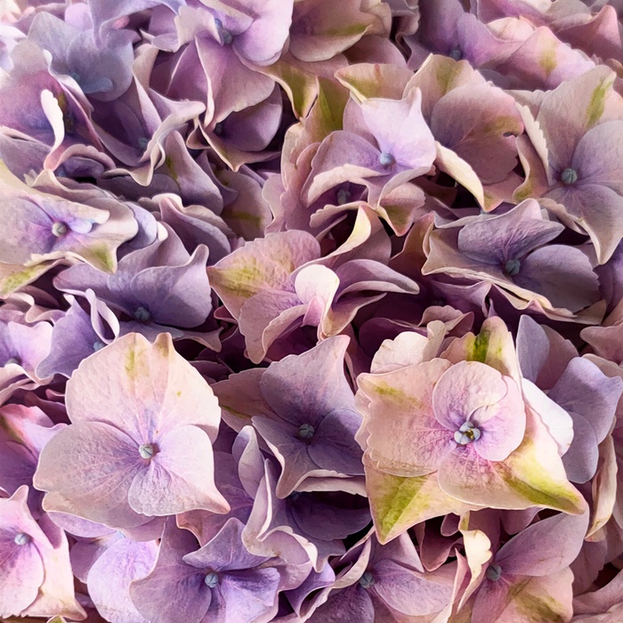 Гортензія лавандова