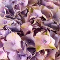 Гортензія лавандова