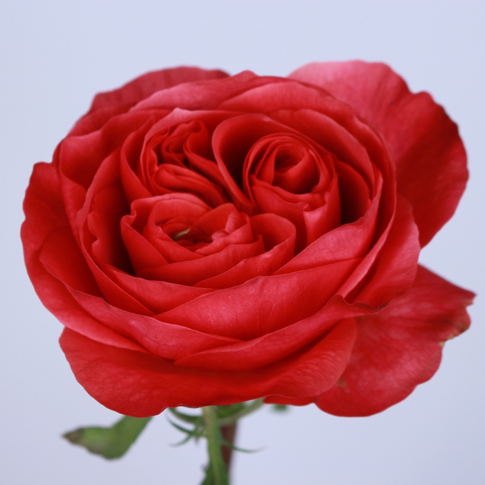 Трояна Дарк Експрешн