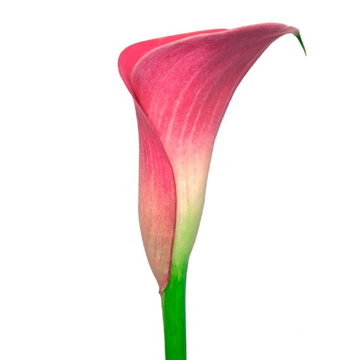 Калла Капітан Романс