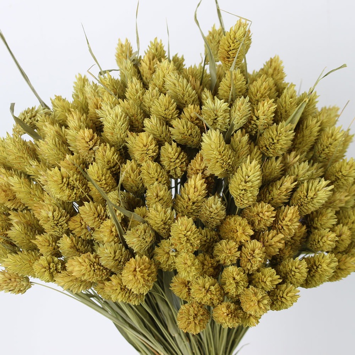 Фаляріс жовтий