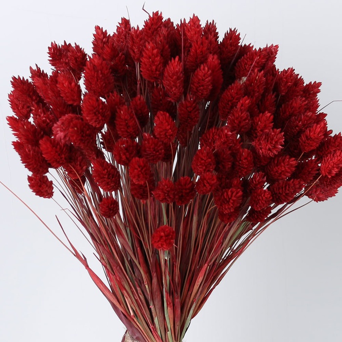 Фаляріс червоний