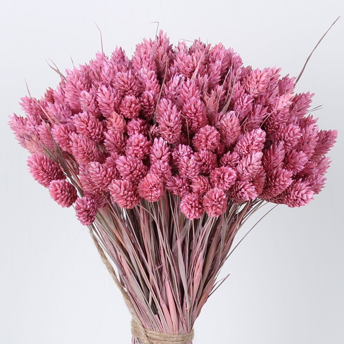 Фаляріс рожевий