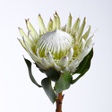 Протея королівська, біла