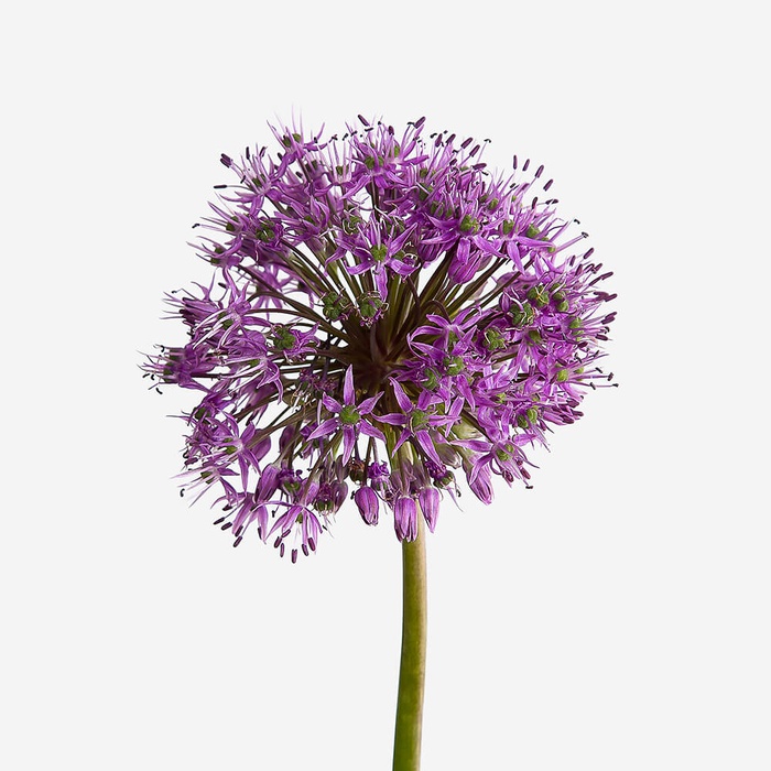 Алліум фіолетовий