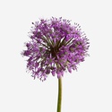 Алліум фіолетовий