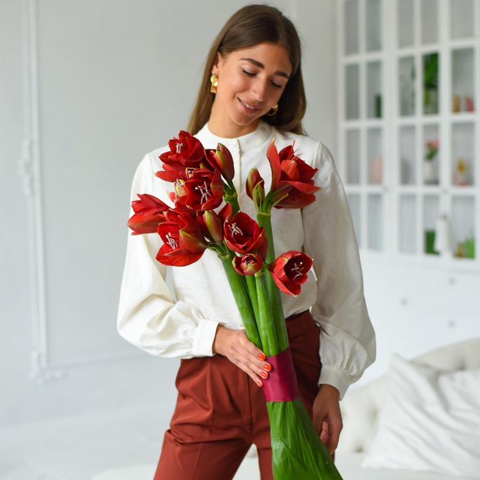 Амариліс червоний