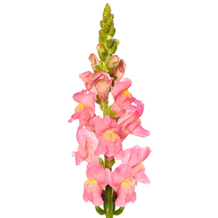 Антирринум рожевий