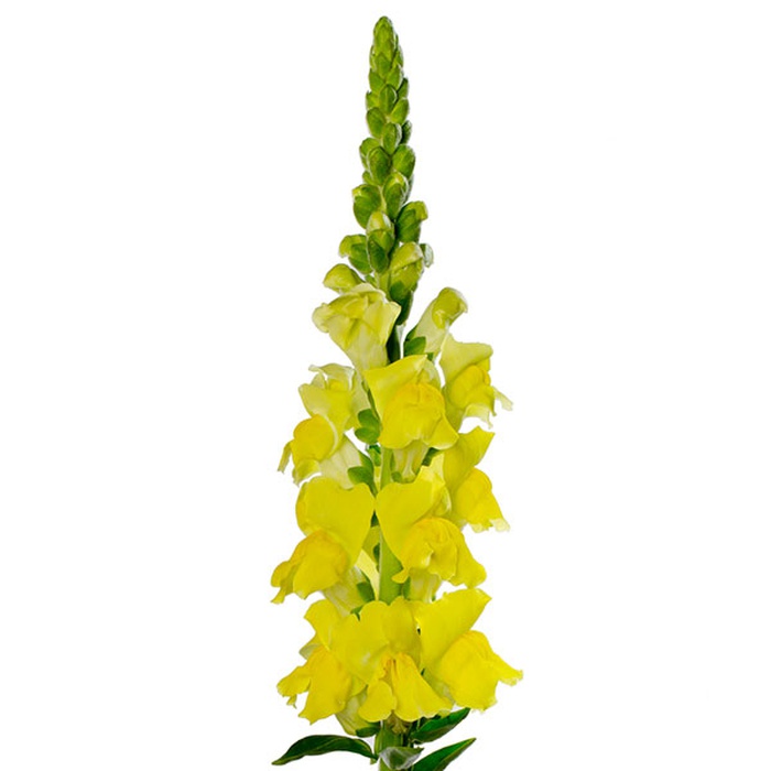 Антирринум жовтий