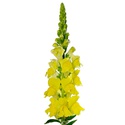 Антирринум жовтий