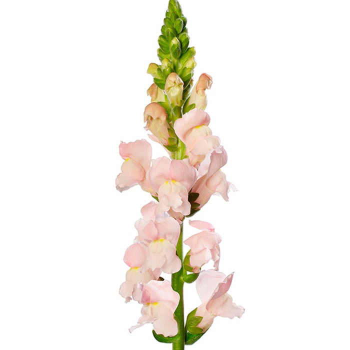 Антирринум нежно-розовый