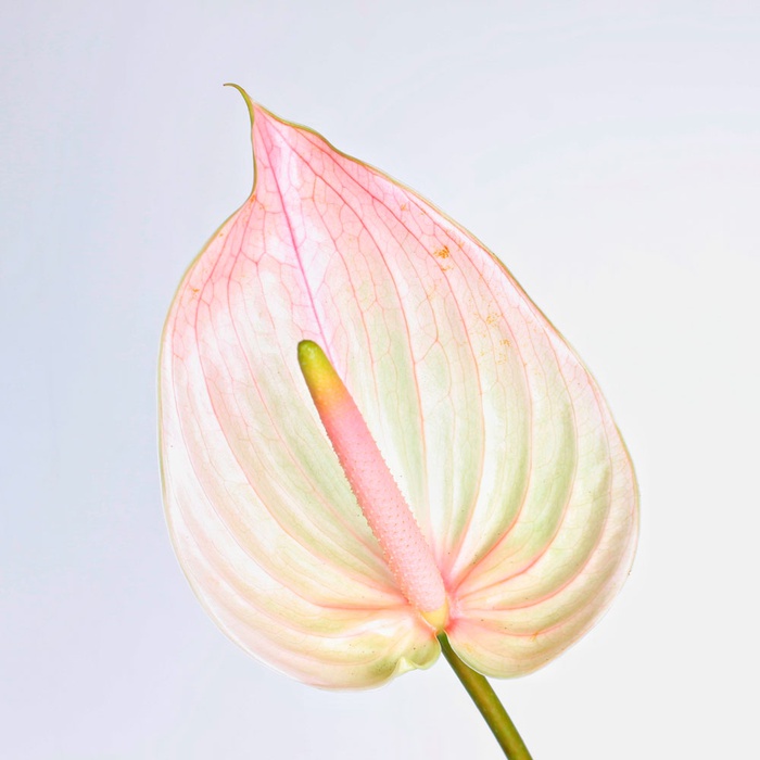 Антуріум біколор