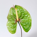 Антуриум зеленый биколор