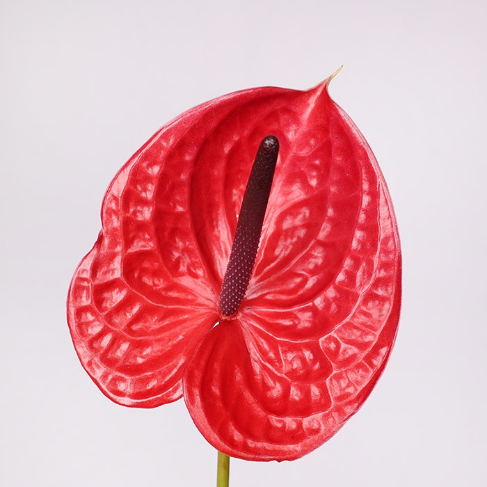 Антуріум червоний