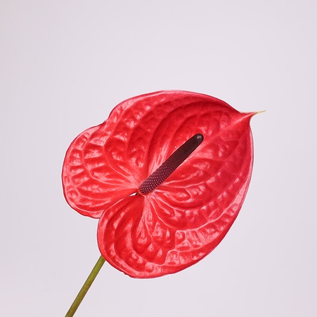 Антуріум червоний