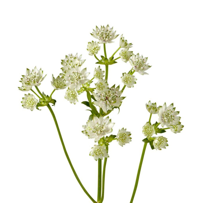 Астранция белая