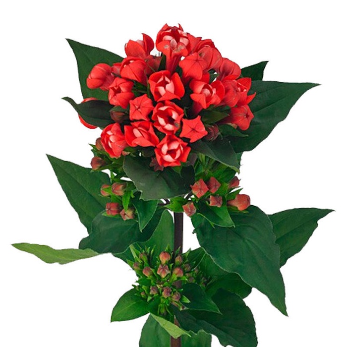 Бувардия алая