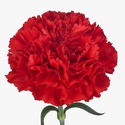 Гвоздика червона