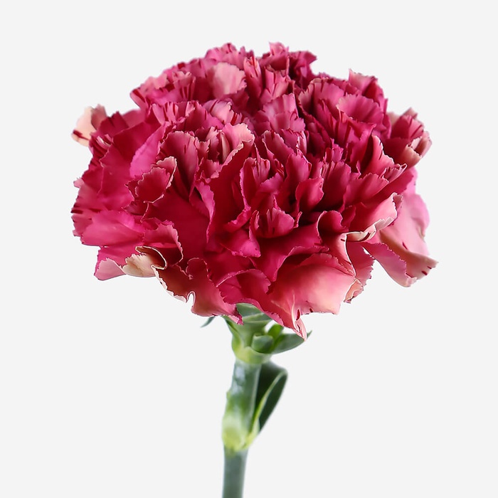 Гвоздика малинова