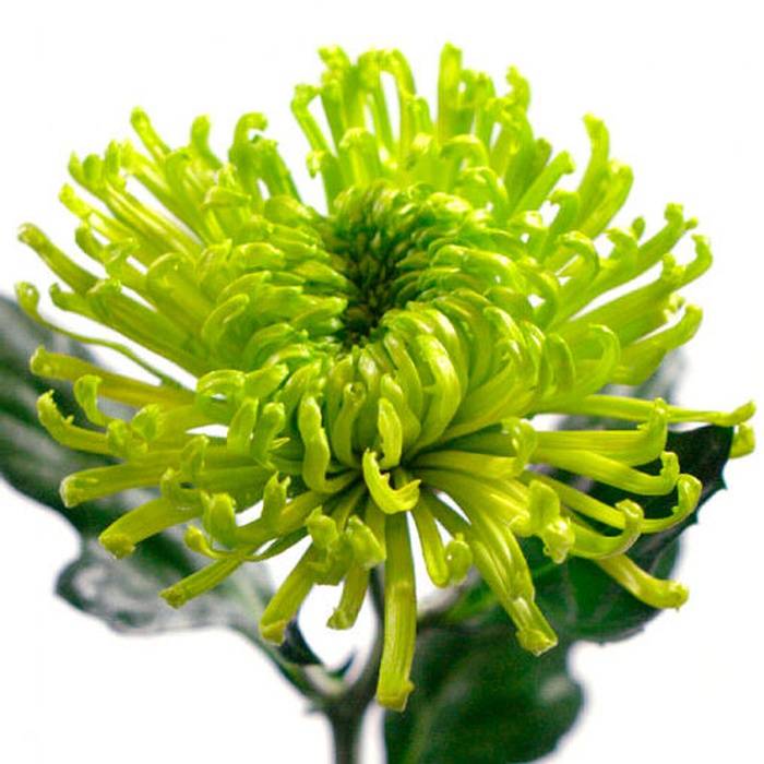 Хризантема Анастасия