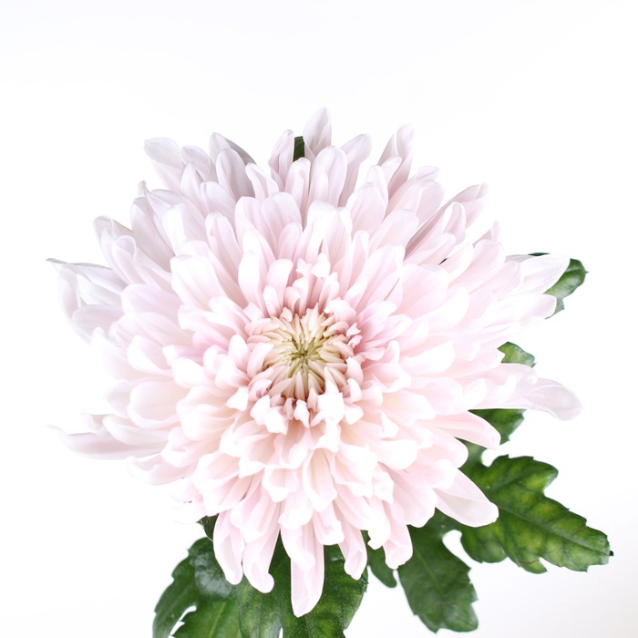 Хризантема пудрова