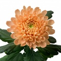 Хризантема персиковая