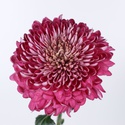 Хризантема малиновая
