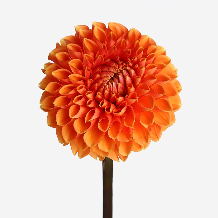 Георгина оранжевая